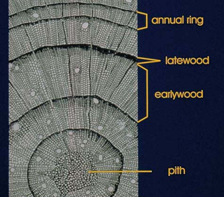 Illustration for article titled Using Tree Rings to Determine the Start of the Medieval Dark Ages